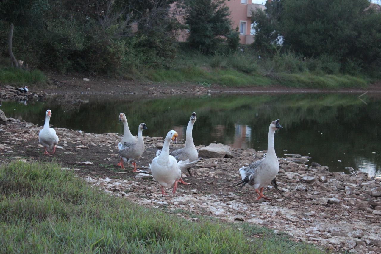 מדולין Apartments Barbic מראה חיצוני תמונה